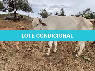 LOTE 009 - 1 VACA DE LEITE COM BEZERRO