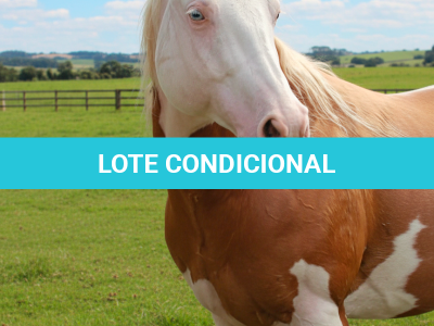 LOTE -100 - CHAMPIONS GUNNIT TPC (Venda de Coberturas)