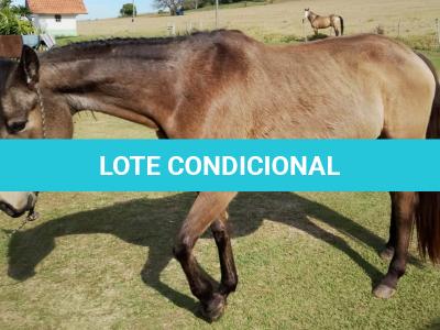 LOTE 010 - SHINER’S CLUB LOA