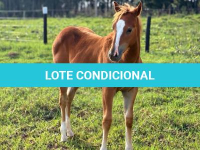 LOTE 018 - LAIDY BOY JAY