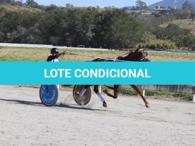 LOTE 005 - HG PQ CECÍLIA (Ventre com Cobertura Exclusiva)