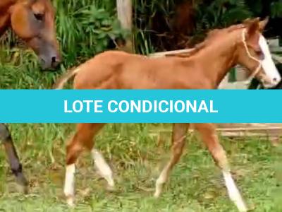 LOTE 016 - NOME A ESCOLHER (MONKEY GOTTA GUN)