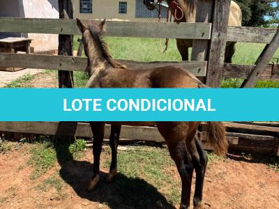 LOTE 013 - STONE SHINERS GUN