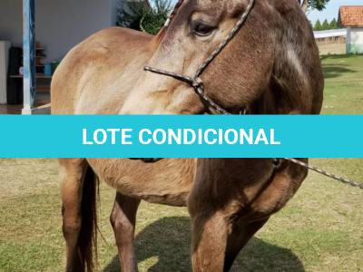 LOTE 010 - SHINER’S CLUB LOA