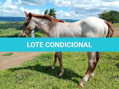 LOTE 017 - NOME A ESCOLHER (LILI A SHINE)