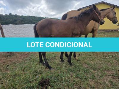 LOTE 014 - NOME A ESCOLHER (XUXA APOLO DOC)