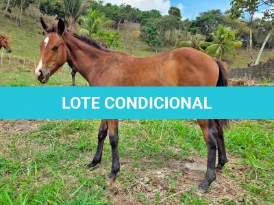 LOTE 014 - NOME A ESCOLHER (XUXA APOLO DOC)