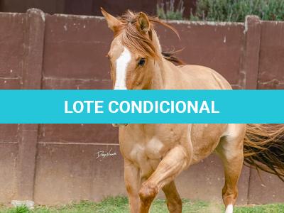LOTE 001 - MI FLOR DO RIO DAS PEDRAS