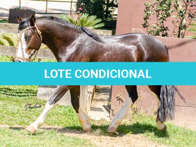 LOTE -100 - JA VINTÉM (Venda de Coberturas)