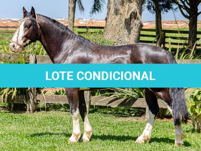 LOTE -100 - JA VINTÉM (Venda de Coberturas)