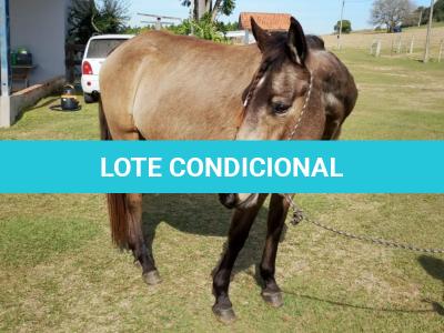 LOTE 010 - SHINER’S CLUB LOA
