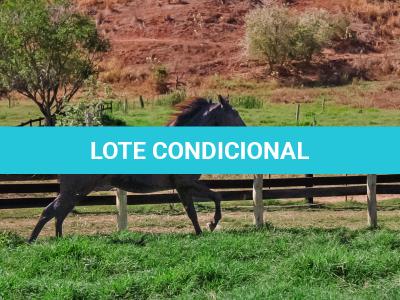 LOTE 003 - DOC S METALIC BAR TZ