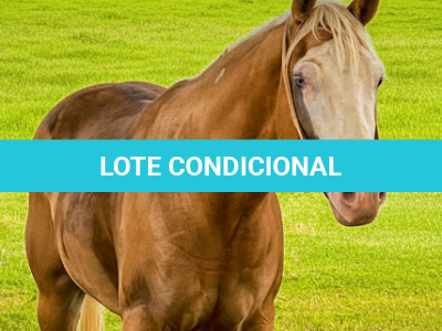 LOTE 002 - LOADED ROOSTERGUN