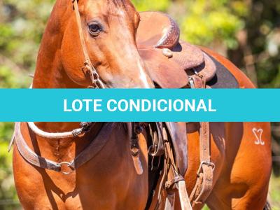 LOTE 010 - FIRST CLASS JAY SZ