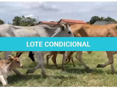 LOTE 002 - 12 FÊMEAS + 3 ACOMPANHANDO