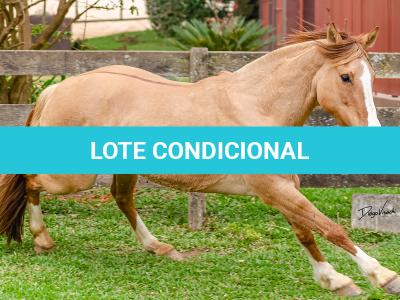 LOTE 001 - MI FLOR DO RIO DAS PEDRAS
