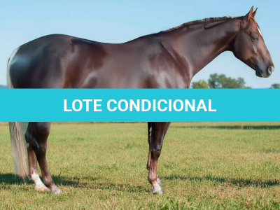 LOTE 001 - TILLY SAN SHINE