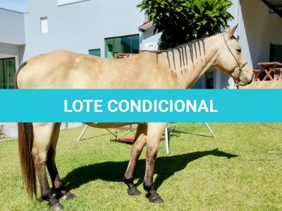 LOTE 009 - CRISTAL SMART CHEX