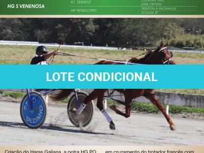 LOTE 005 - HG PQ CECÍLIA (Ventre com Cobertura Exclusiva)