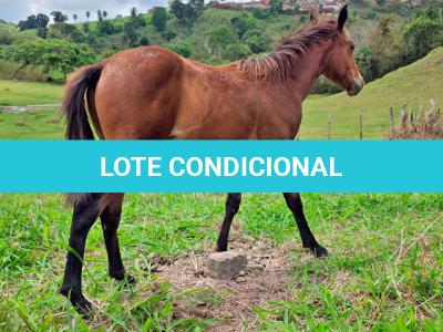 LOTE 014 - NOME A ESCOLHER (XUXA APOLO DOC)