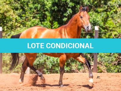 LOTE 010 - FIRST CLASS JAY SZ