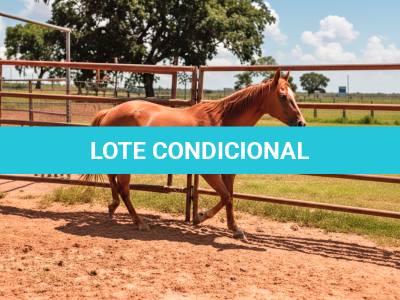 LOTE 007 - FIRE RAIN (2X1 • P+ PRIDE FAMOUS ZZ)