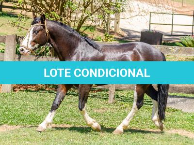 LOTE -100 - JA VINTÉM (Venda de Coberturas)