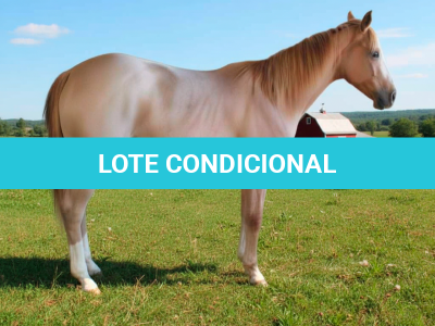 LOTE 008 - MODAN RUBY CAT