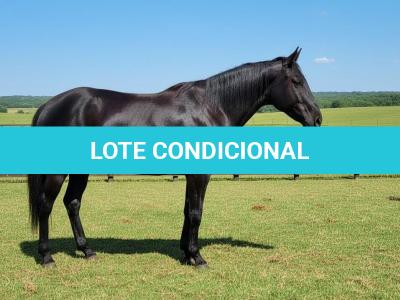 LOTE 003 - ICP BLACK OKIE (2X1 • P+ ANNAS SILVER HOLLI)