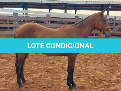 LOTE 001 - LFG MARRETA GUN