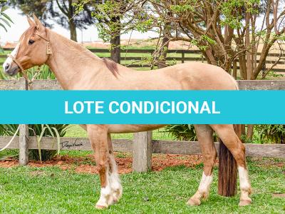 LOTE 001 - MI FLOR DO RIO DAS PEDRAS