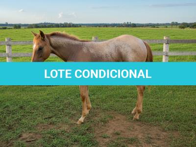 LOTE 017 - NOME A ESCOLHER (LOBA SUPER REY)