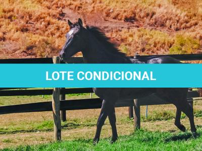 LOTE 003 - DOC S METALIC BAR TZ