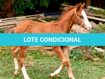 LOTE 016 - NOME A ESCOLHER (MONKEY GOTTA GUN)