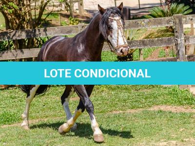 LOTE -100 - JA VINTÉM (Venda de Coberturas)