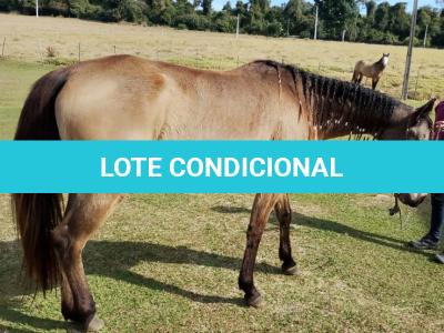 LOTE 010 - SHINER’S CLUB LOA