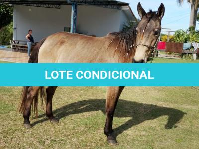 LOTE 010 - SHINER’S CLUB LOA