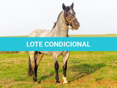 LOTE -200 - ESTUPENDO DA ARKAFLA (Venda de Coberturas)
