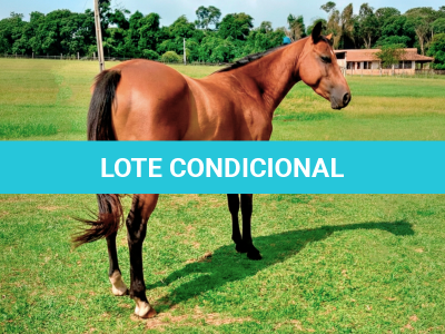 LOTE 020 - LENDA KEY DUNIT