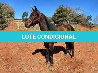 LOTE 007 - MAYA FLING STARLIGHT
