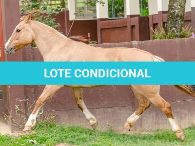 LOTE 001 - MI FLOR DO RIO DAS PEDRAS