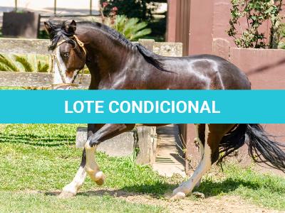 LOTE -100 - JA VINTÉM (Venda de Coberturas)