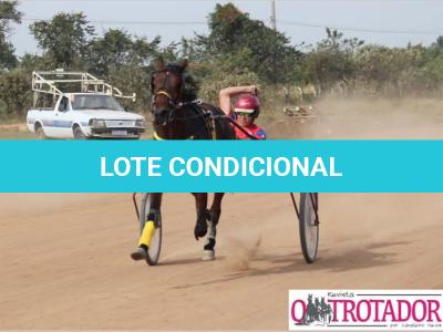 LOTE 002 - CANTIGA SR  (Ventre com Cobertura Exclusiva)