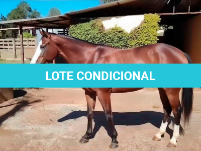 LOTE 004 - MAMYBLUE GUNWOOD PGS