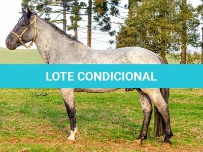 LOTE -200 - ESTUPENDO DA ARKAFLA (Venda de Coberturas)