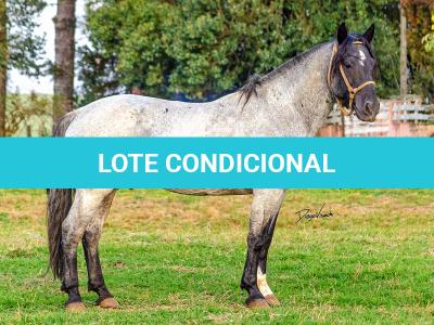 LOTE -200 - ESTUPENDO DA ARKAFLA (Venda de Coberturas)