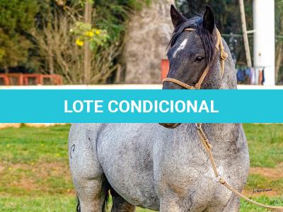 LOTE -200 - ESTUPENDO DA ARKAFLA (Venda de Coberturas)