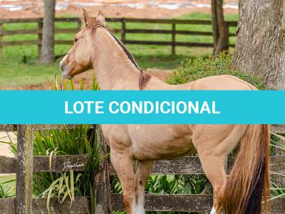 LOTE 001 - MI FLOR DO RIO DAS PEDRAS
