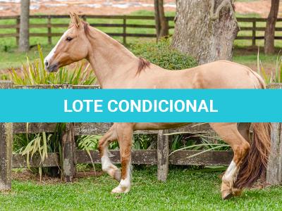 LOTE 001 - MI FLOR DO RIO DAS PEDRAS