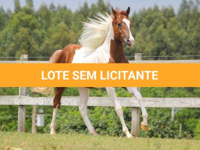 LOTE 014 - FLYING OUT OF DIXIE YBJ